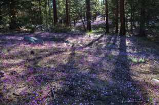 Gilia among the pines-2307